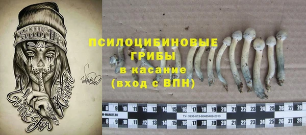 хмурый Аркадак