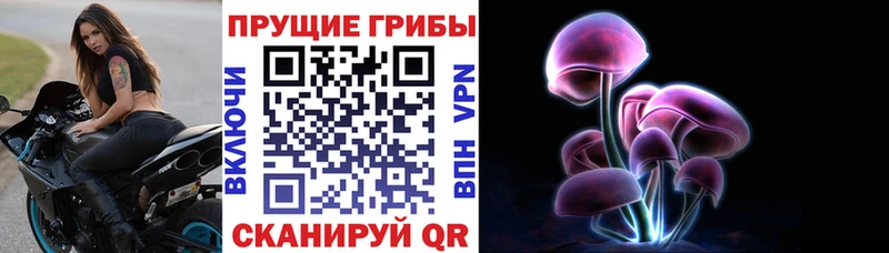 где купить наркотик  Порхов  Галлюциногенные грибы Psilocybine cubensis 